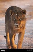 Image result for Teenage Male Lion