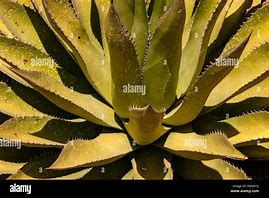 Image result for Desert Aloe Plant