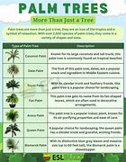 Image result for Palm Tree Plant