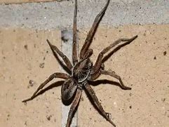 Image result for Wolf Spider Ohio