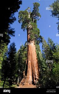 Image result for General Grant Tree Sequoia National Park