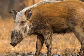 Image result for Bushpig