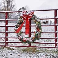 Image result for Christmas Cattle