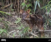 Image result for Pudu Bird