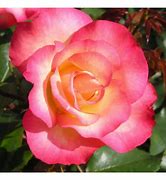 Image result for 70th Birthday Rose Bush