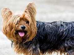 Image result for Popular Small Terrier Breeds