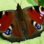 Image result for Amazing Butterflies