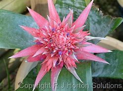 Image result for Bromeliad