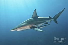 Image result for Oceanic Blacktip Shark