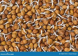 Image result for Sprouted Black Beans