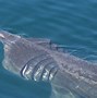 Image result for Basking Shark Fin