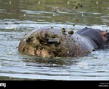 Image result for Hippo On Land