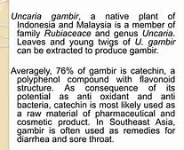 Image result for Gambir Plant