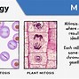 Image result for Mitosis Chromosomes