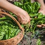 Image result for Female Spinach Plant