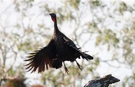 Image result for Crested Guan Bird