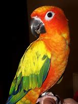 Image result for Conure