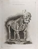 Image result for Horror Elephant Skeleton