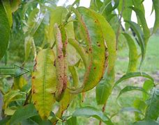 Image result for Peach Tree Blight