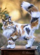 Image result for maine coon cat kitten