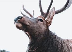 Image result for Bull Horns Wallpaper