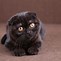 Image result for Black Hooded Cat Animal