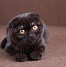 Image result for Black Cat Animal