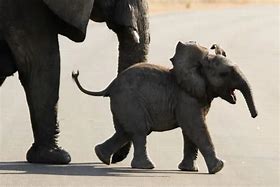 Image result for Baby Elephant Facts