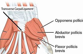 Image result for Dorsal Thenar Eminence