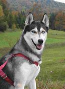 Image result for Grey Husky Puppies