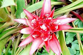 Image result for Bromeliad