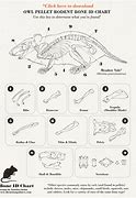 Image result for Rodent Bone Identification Chart