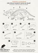 Image result for Rodent Bone Identification Chart