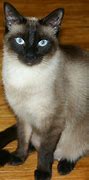 Image result for Siamese Cats Animal