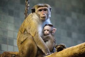 Image result for Macaque Cute