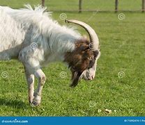 Image result for Goat with One Horn