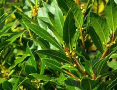 Image result for New Zealand Laurel