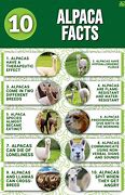 Image result for Alpaca Animals Facts