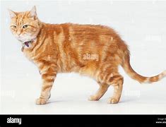 Image result for Classic Tabby Side View