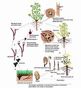 Image result for Rhizoctonia Solani