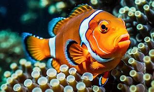 Image result for Viraity Fish