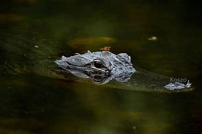 Image result for Alligator Close Up