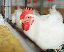 Image result for Pig Poultry