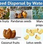 Image result for Mangrove Seed Dispersal