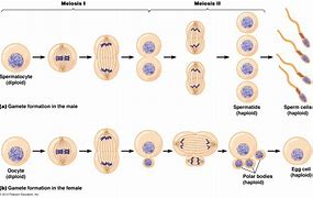 Image result for Product of Meiosis