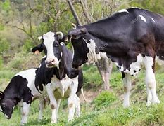 Image result for Friesian Cow Showing