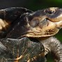 Image result for World On Turtle's Back