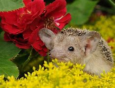 Image result for Spring Hedgehog