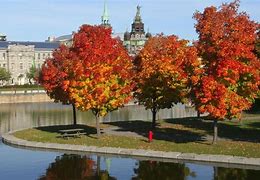 Image result for Maple Trees Variety