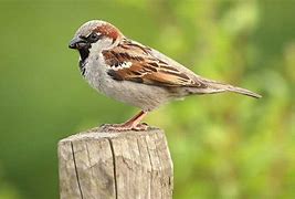 Image result for Tree Sparrow